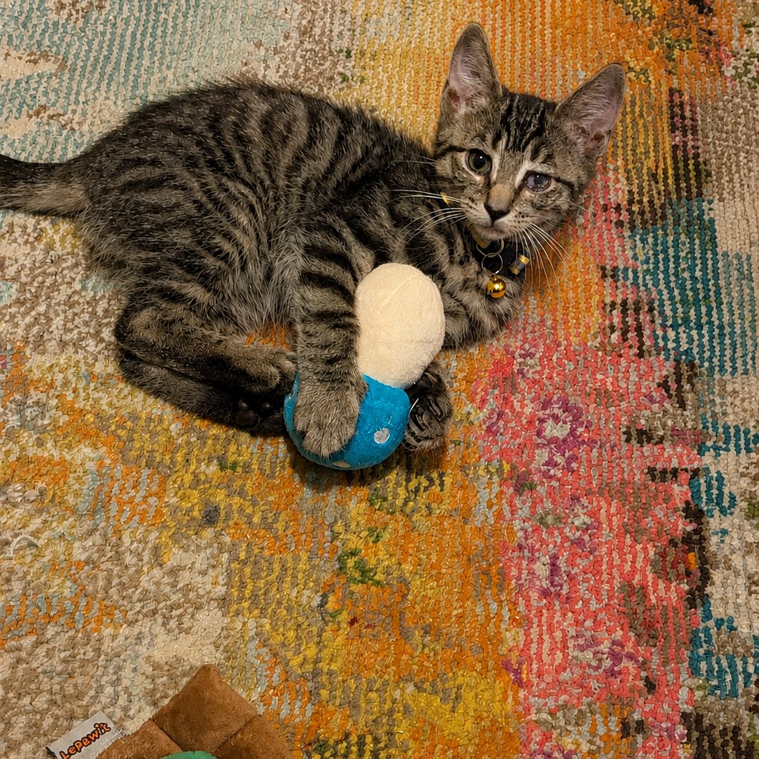 Apollo