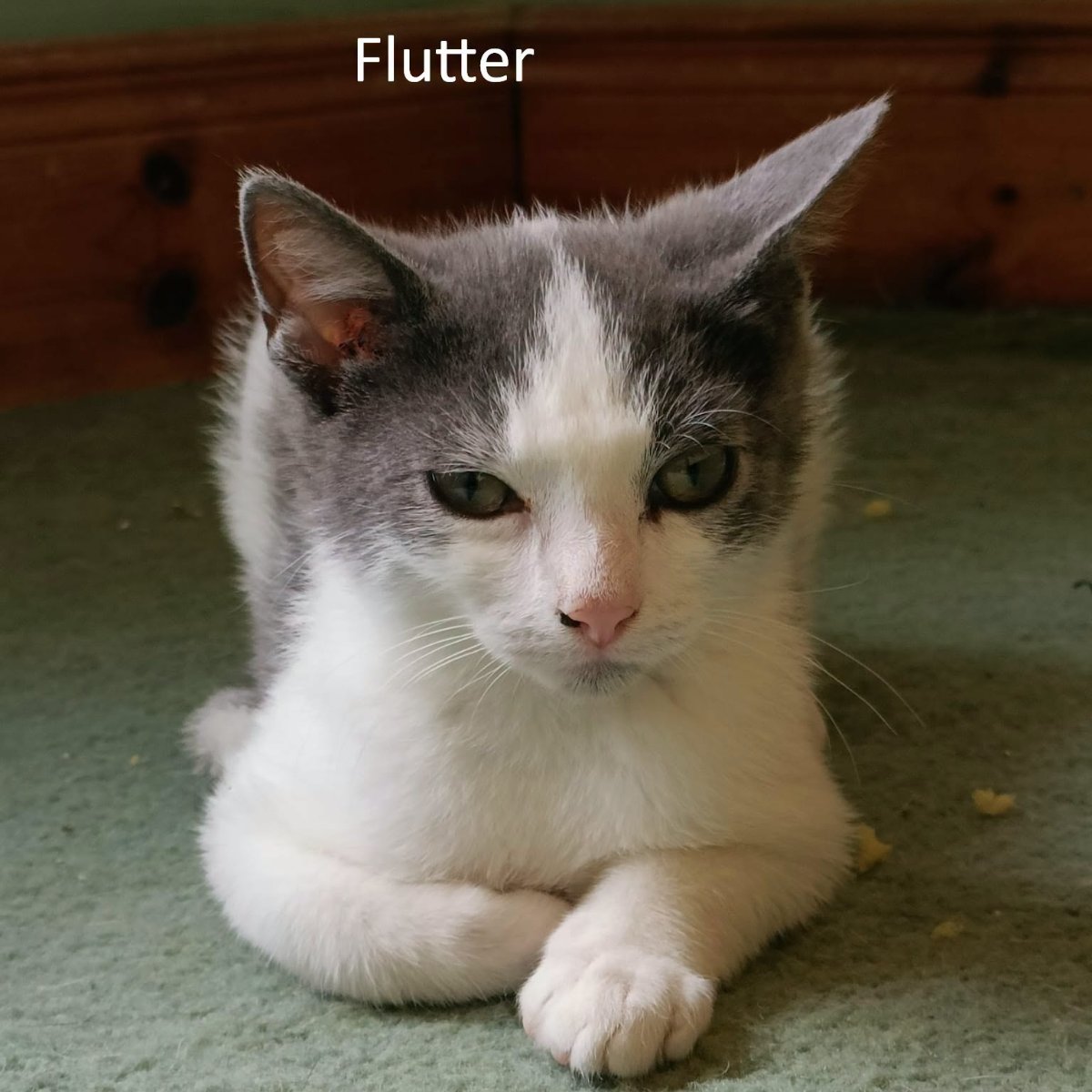Flutter