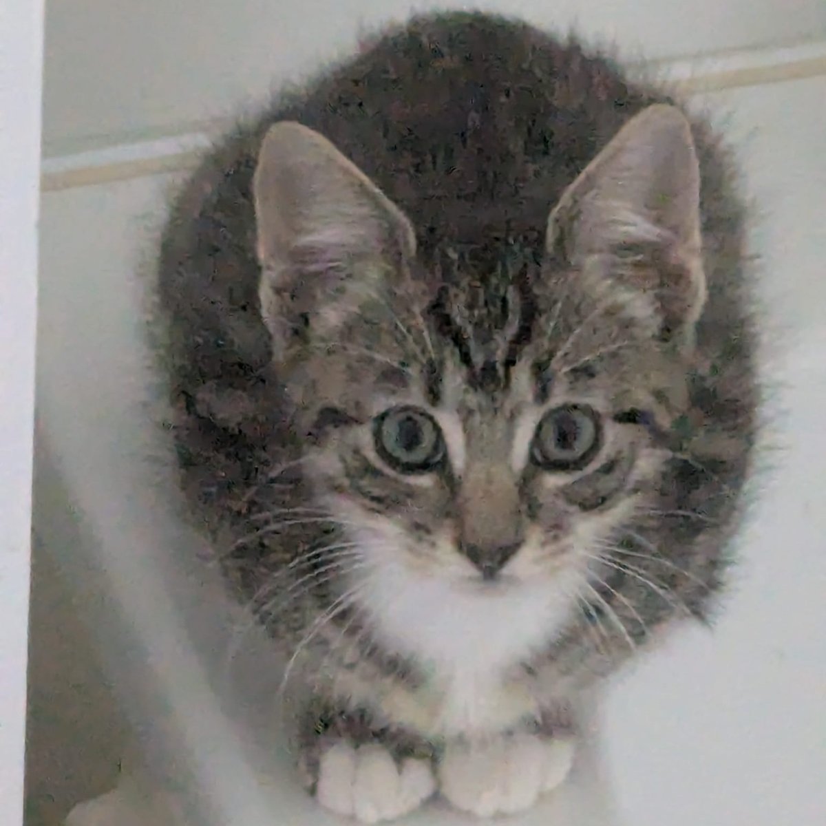 Artemis