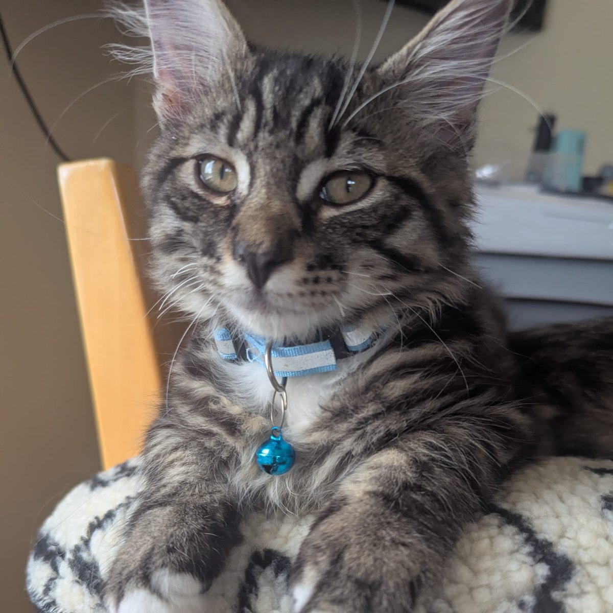 Perseus