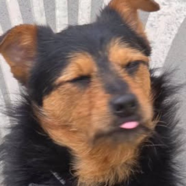 Brandy