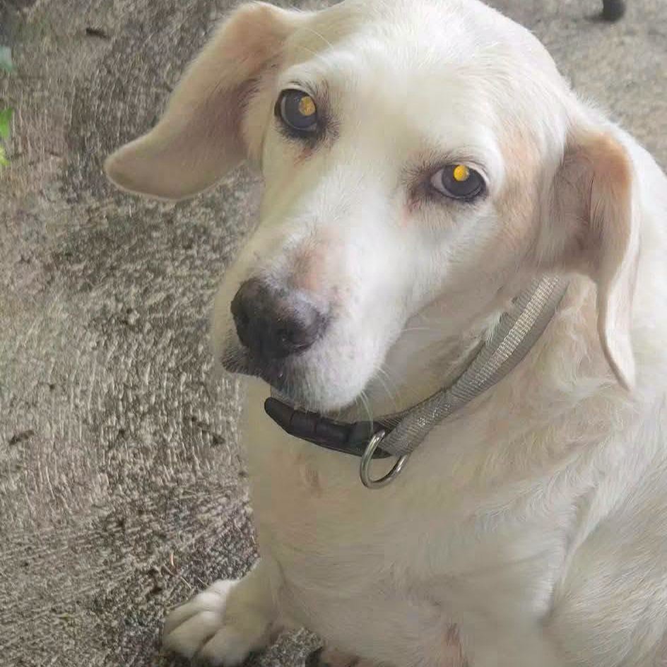 Gracie