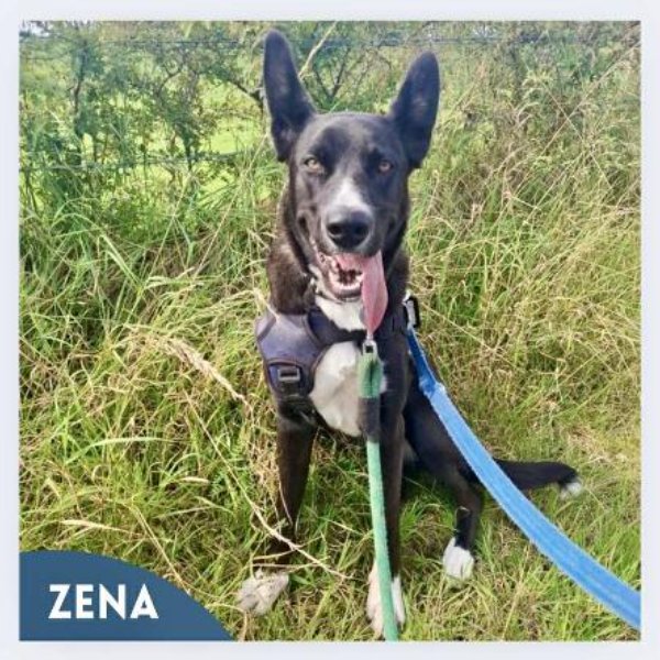 Zena