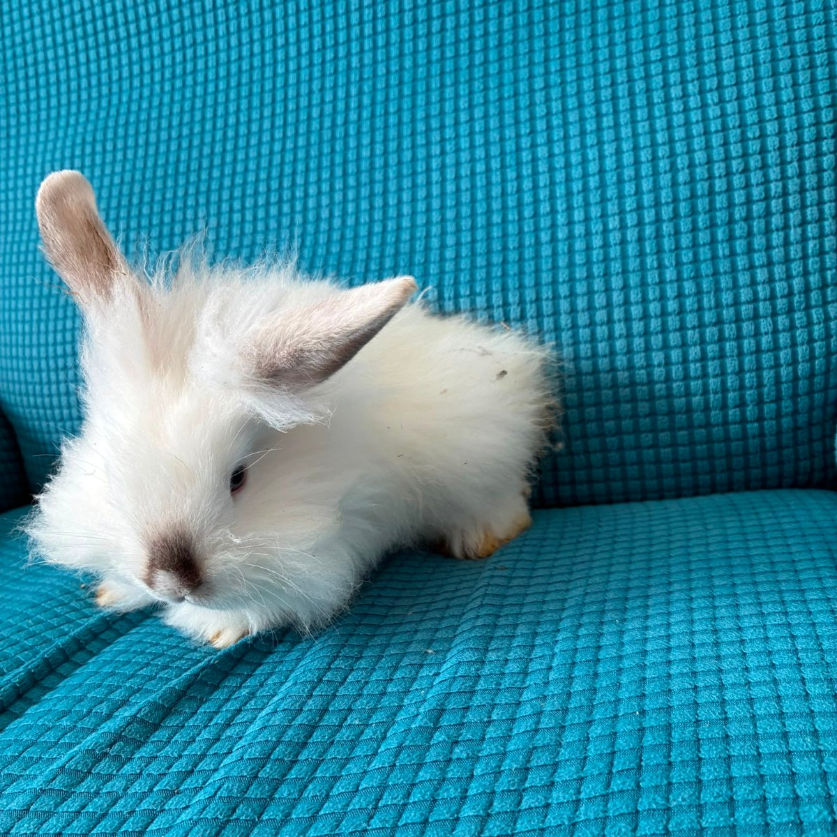 Four Bunnies
